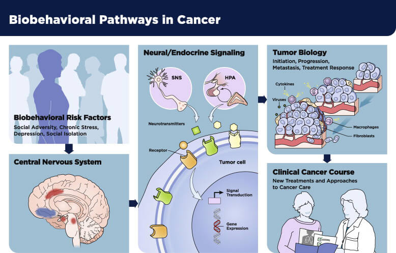 Heuristic framework for research on biobehavioral risk factor influences on clinical cancer course.